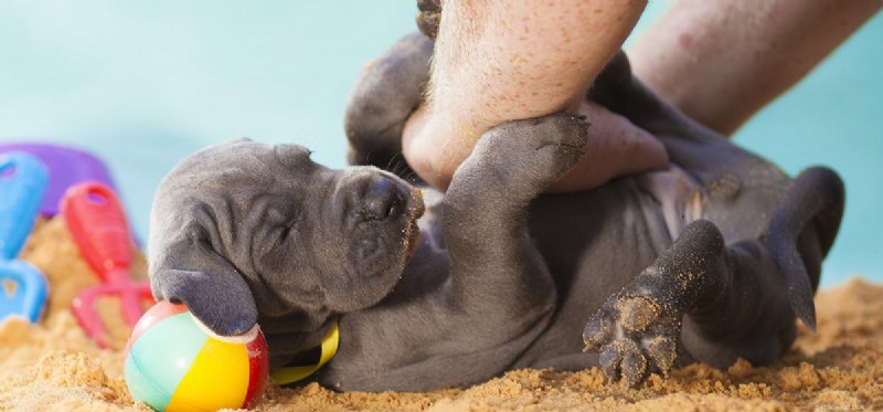 Do Dogs Respond to Tickling? Understanding Their Sensitivity and Behavior