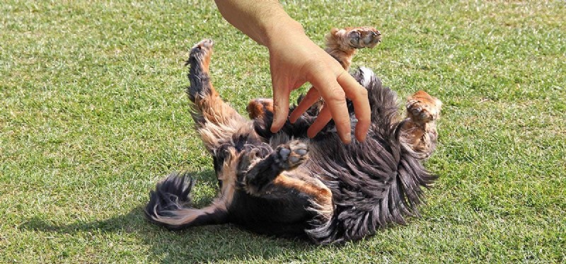 Do Dogs Respond to Tickling? Understanding Their Sensitivity and Behavior