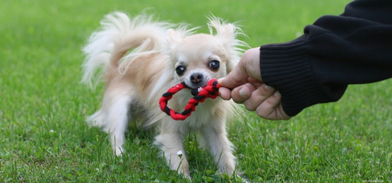 How Well Do Dogs Play Tug‑of‑War? Tips for a Safe, Engaging Game