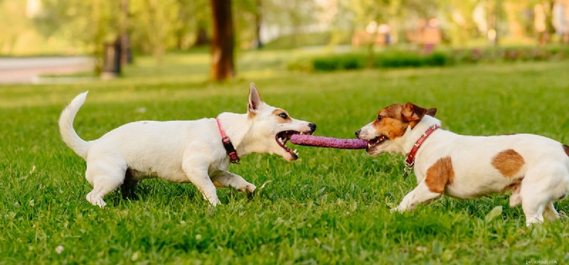 How Well Do Dogs Play Tug‑of‑War? Tips for a Safe, Engaging Game