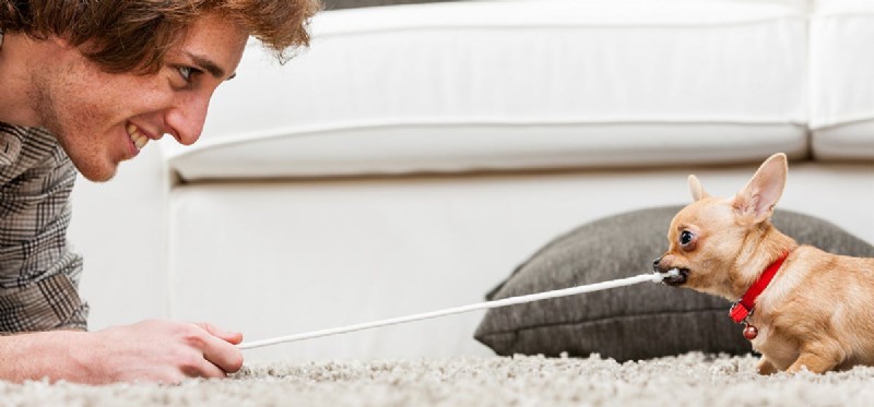 How Well Do Dogs Play Tug‑of‑War? Tips for a Safe, Engaging Game