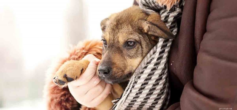 Can Dogs Effectively Protect Your Home?
