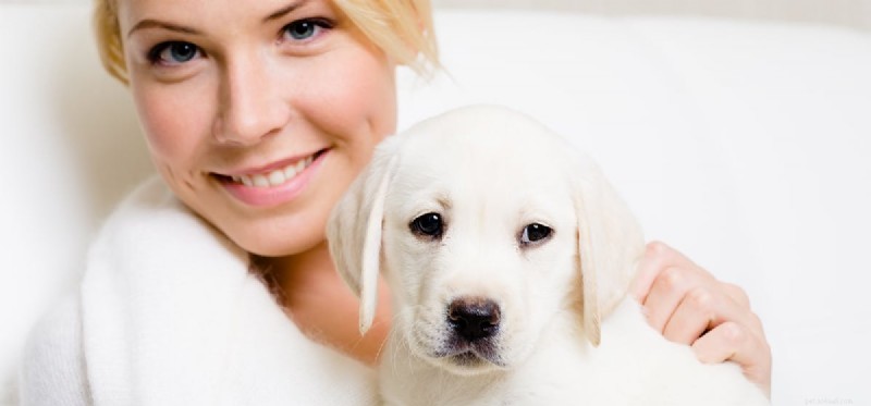 Can Dogs Effectively Protect Your Home?
