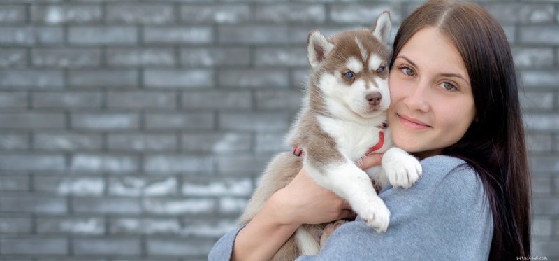 Can Dogs Effectively Protect Your Home?