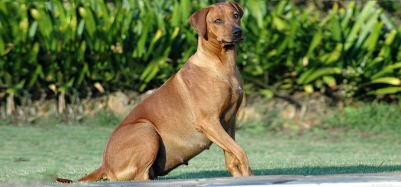 When Can Dogs Become Pregnant? Understanding Age and Breeding Guidelines