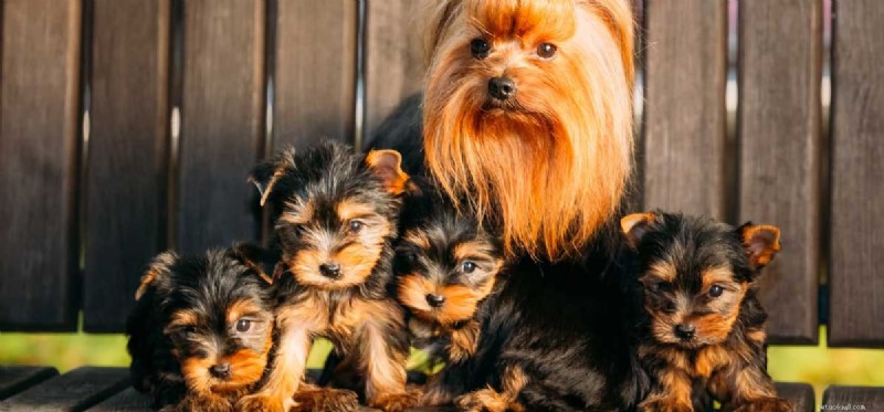 When Can Dogs Become Pregnant? Understanding Age and Breeding Guidelines