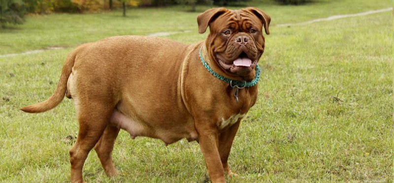 When Can Dogs Become Pregnant? Understanding Age and Breeding Guidelines