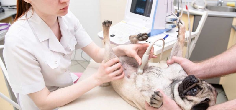 When Can Dogs Become Pregnant? Understanding Age and Breeding Guidelines