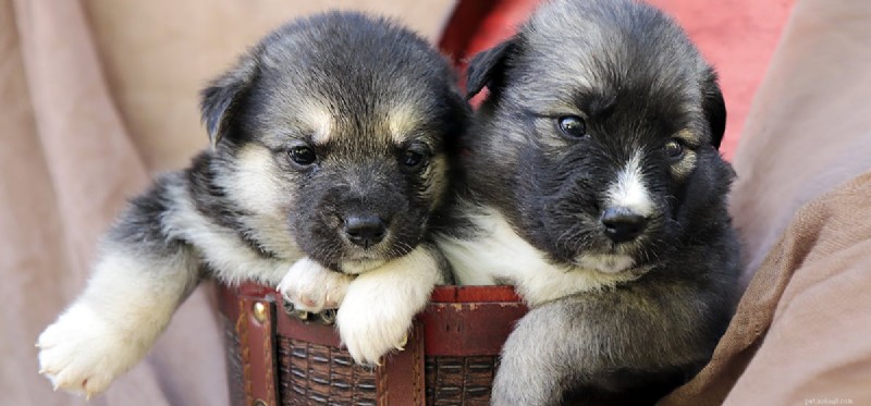 Do Dogs Experience Distress? Understanding Their Emotional Well‑Being