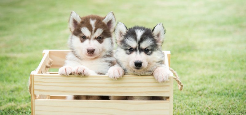 Do Dogs Experience Distress? Understanding Their Emotional Well‑Being