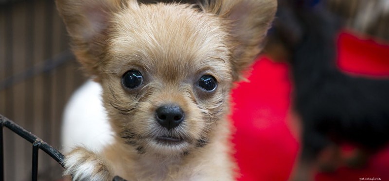 Do Dogs Experience Distress? Understanding Their Emotional Well‑Being