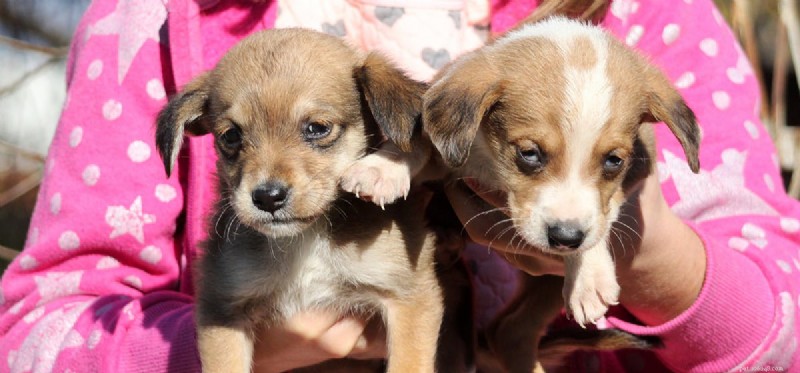 Do Dogs Experience Distress? Understanding Their Emotional Well‑Being