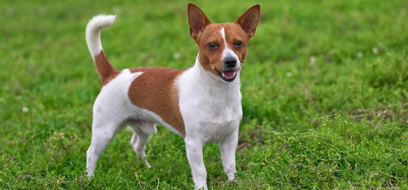 How Dogs Detect Mice: The Science Behind Their Superior Hearing