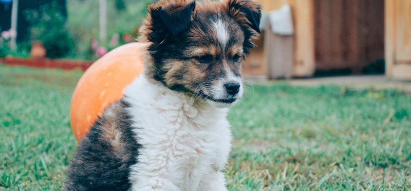 How Dogs Detect Mice: The Science Behind Their Superior Hearing