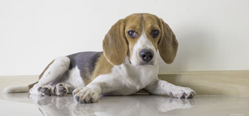 How Dogs Detect Mice: The Science Behind Their Superior Hearing