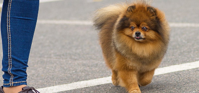 How Dogs Detect Mice: The Science Behind Their Superior Hearing