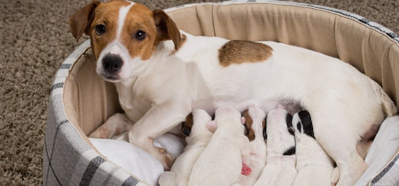 Do Dogs Truly Recognize Their Mother? Understanding Canine Maternal Bonding