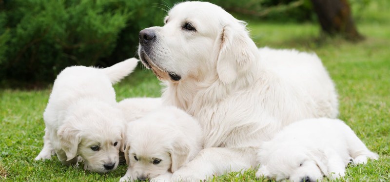 Do Dogs Truly Recognize Their Mother? Understanding Canine Maternal Bonding