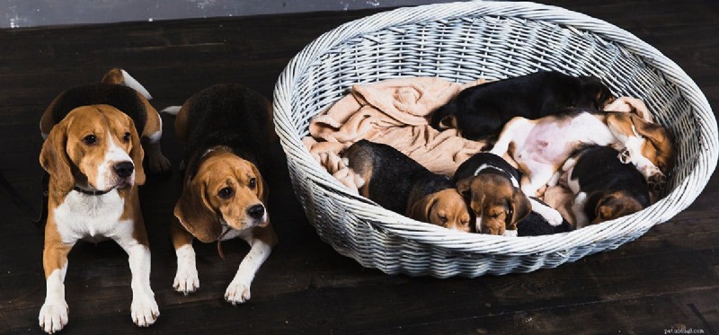 Do Dogs Truly Recognize Their Mother? Understanding Canine Maternal Bonding
