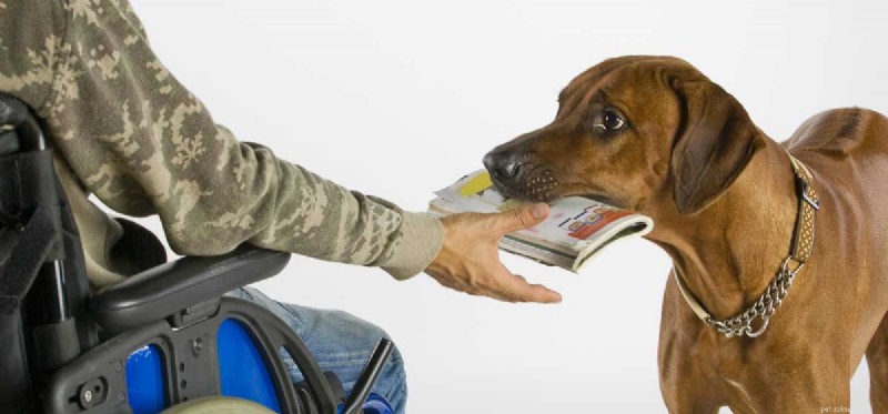 How Service Dogs Support Disabled Individuals