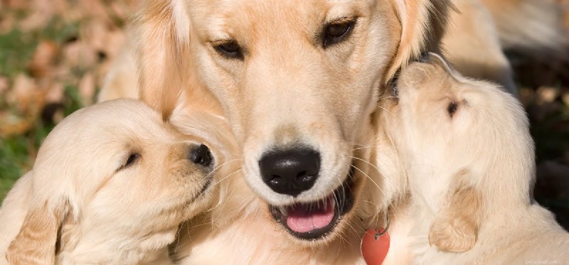Do Dogs Truly Recognize Their Mother? Understanding Canine Maternal Bonding