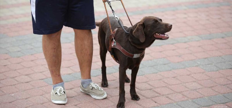 How Service Dogs Support Disabled Individuals