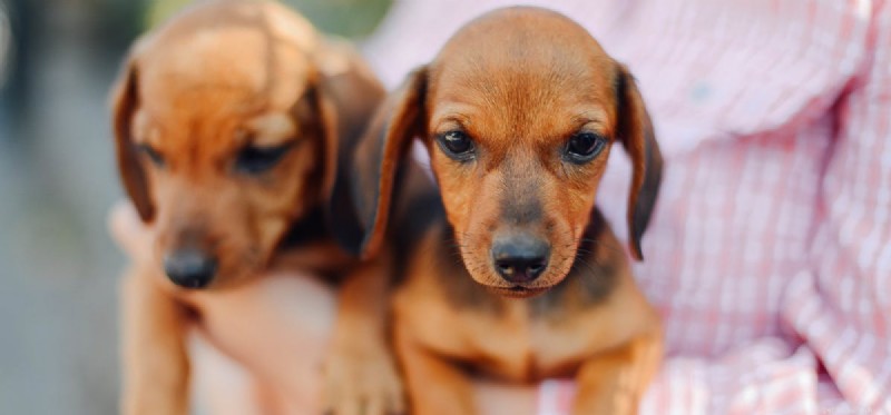 Dogs Can Detect Cancer Early: The Science Behind Their Powerful Nose