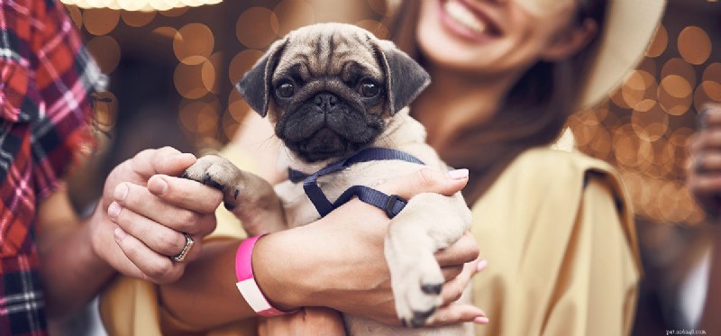 Dogs Can Detect Cancer Early: The Science Behind Their Powerful Nose