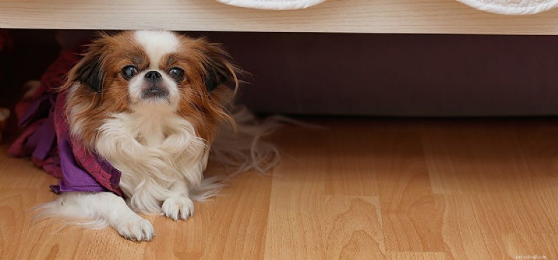 Do Dogs Detect Fear? Understanding Their Sense of Smell