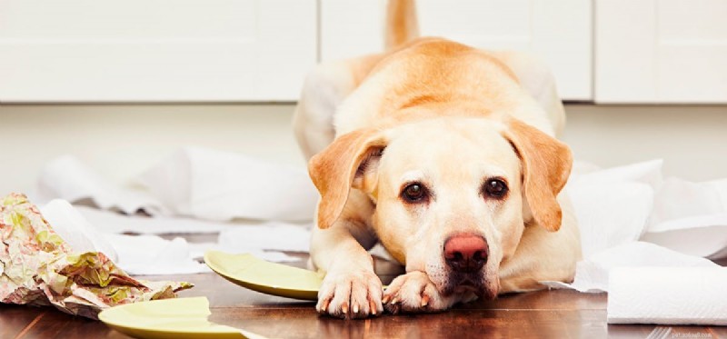 Do Dogs Detect Fear? Understanding Their Sense of Smell