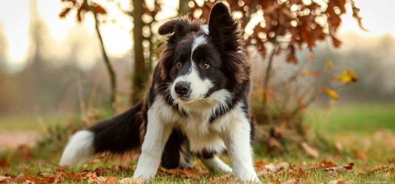 Do Dogs Detect Fear? Understanding Their Sense of Smell