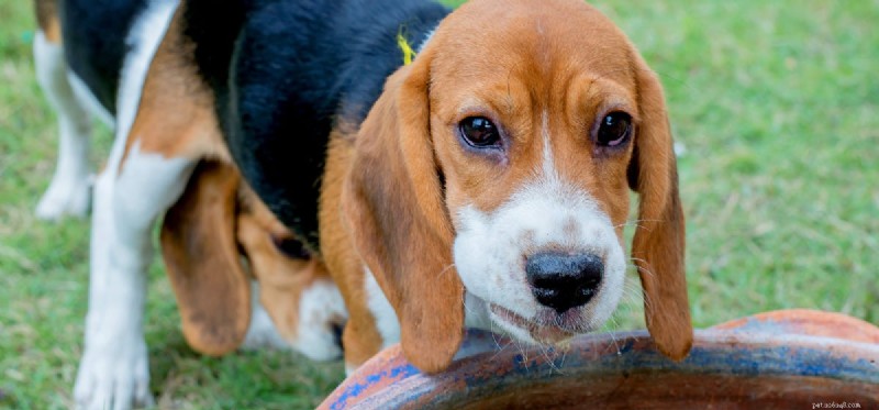Can Dogs Detect Scents Underwater? Exploring Their Aquatic Olfactory Abilities