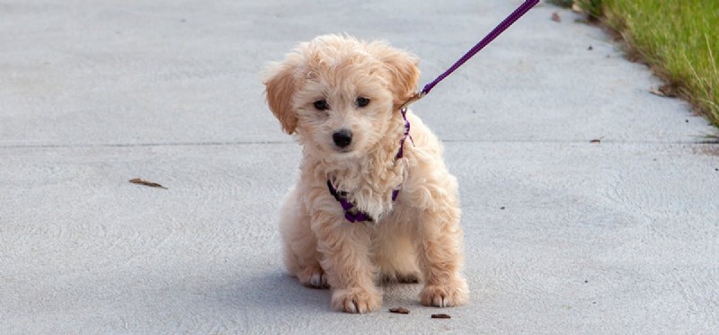 Do Dogs Detect Fear? Understanding Their Sense of Smell