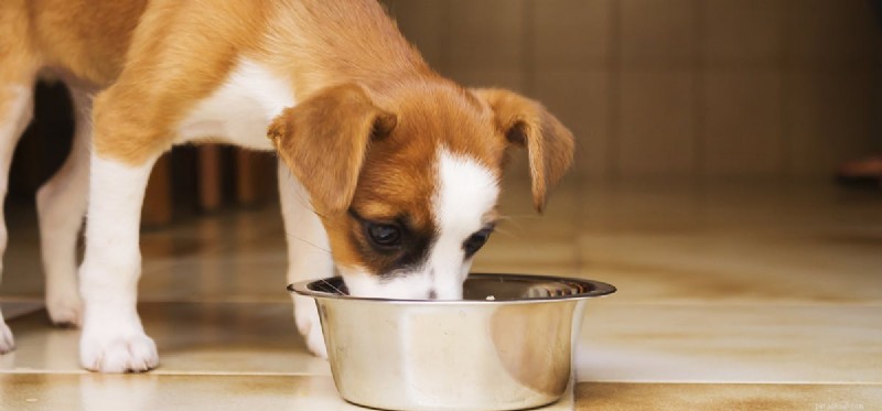 Can Dogs Detect Scents Underwater? Exploring Their Aquatic Olfactory Abilities