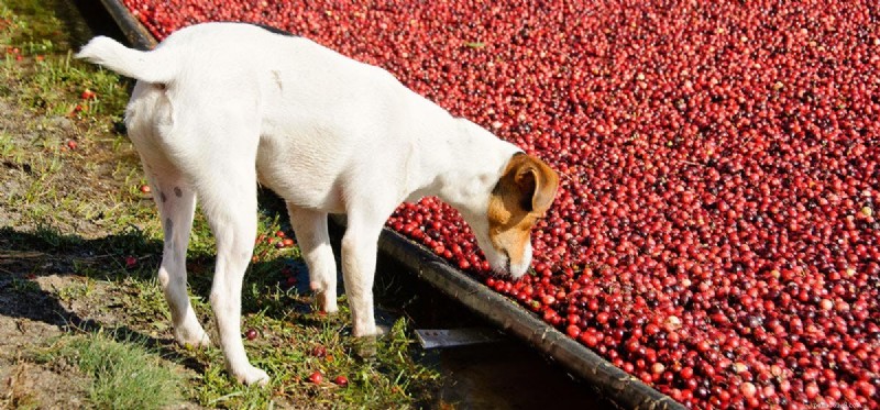 Can Dogs Taste Cranberry Juice? A Pet Owner’s Guide