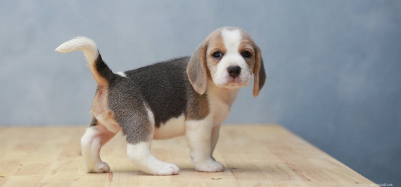 Can Dogs Taste Cranberry Juice? A Pet Owner’s Guide