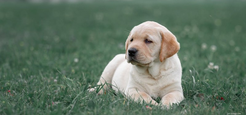 Do Dogs Taste Orange Juice? A Guide to Their Flavor Preferences