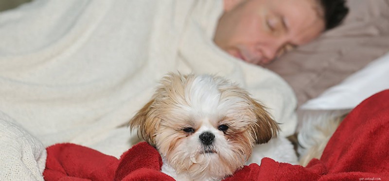 Can Dogs Detect Cancer in Humans? Expert Insights