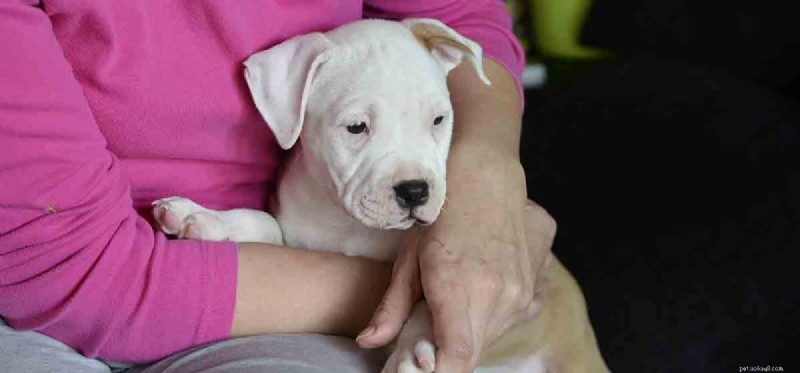 Can Dogs Detect Cancer in Humans? Expert Insights