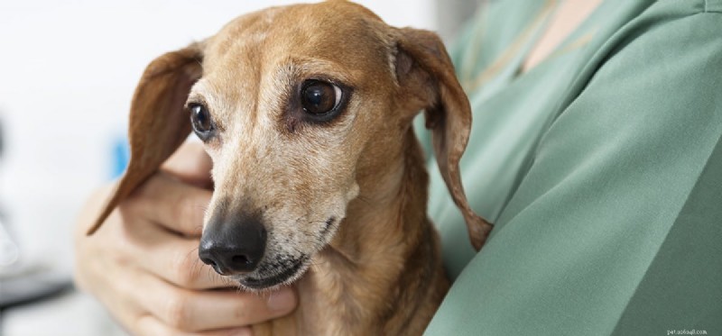 Can Dogs Detect Cancer in Humans? Expert Insights