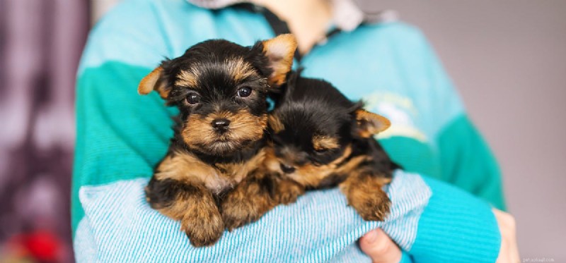 Can Dogs Detect Cancer in Humans? Expert Insights