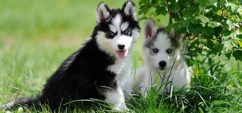 Can Dogs Detect Fossils in Archaeology?