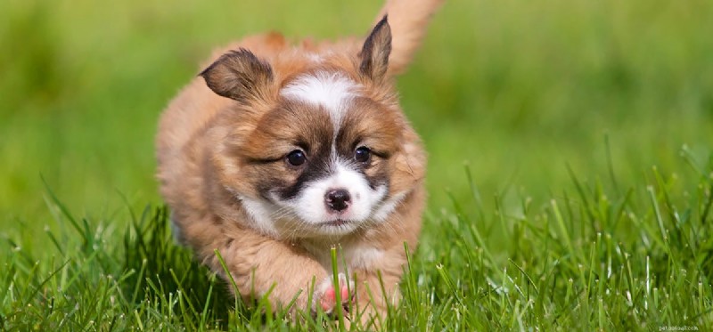 Can Dogs Detect Fossils in Archaeology?