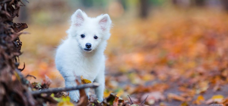 Can Dogs Detect Fossils in Archaeology?