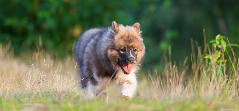 Can Dogs Detect Fossils in Archaeology?
