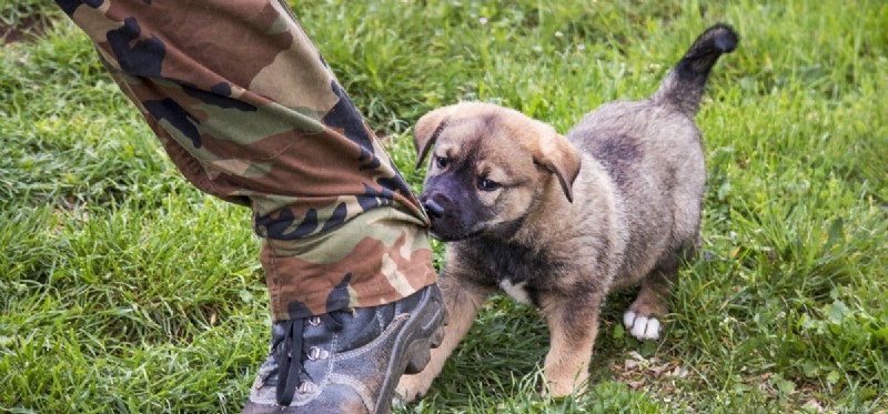Understanding Infection Risks from Dog Bites: What You Need to Know