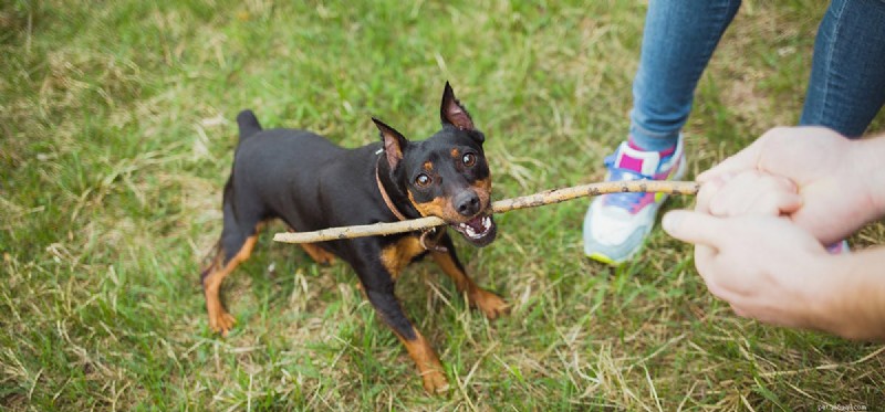 Understanding Infection Risks from Dog Bites: What You Need to Know