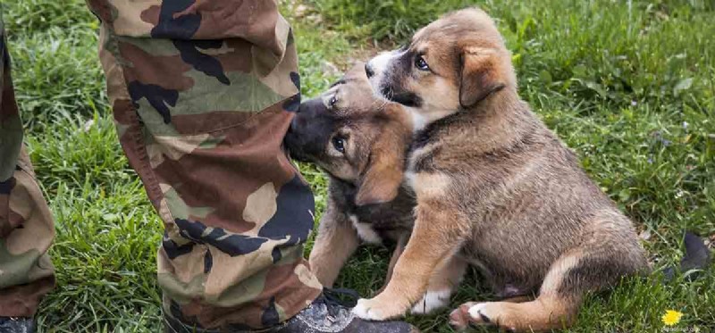 Understanding Infection Risks from Dog Bites: What You Need to Know