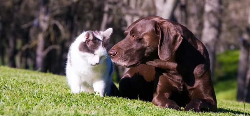 Can Dogs and Cats Truly Become Friends?