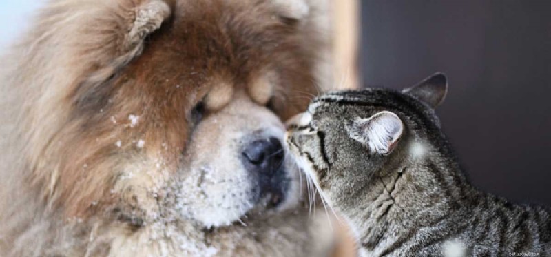 Can Dogs and Cats Truly Become Friends?